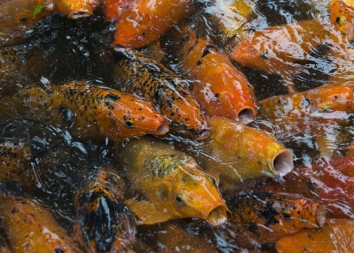 Koi fish at surface of water with mouths open
