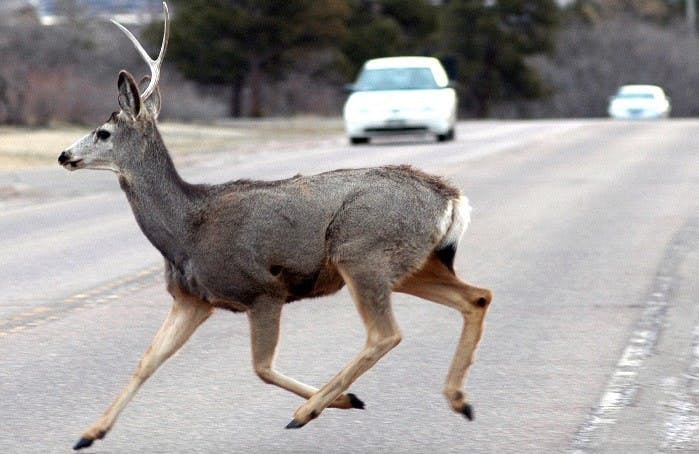 A deer running across a road