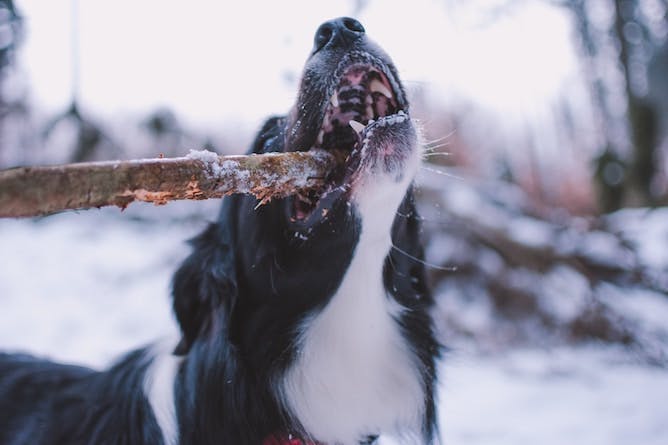 A dog biting a stick