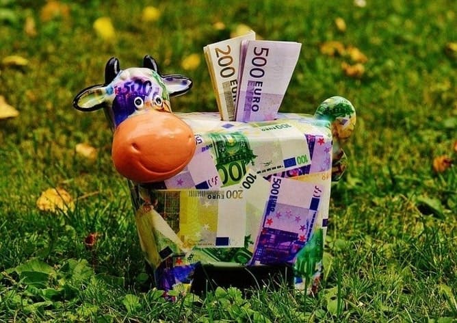 An image if a multi colour cow piggy bank with money sticking out from the top