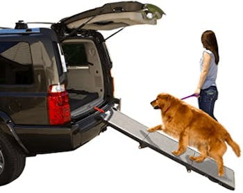 A dog walking up to a car boot via a ramp 