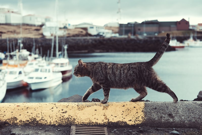 Tabby cat walking along a ledge next to a harbour
